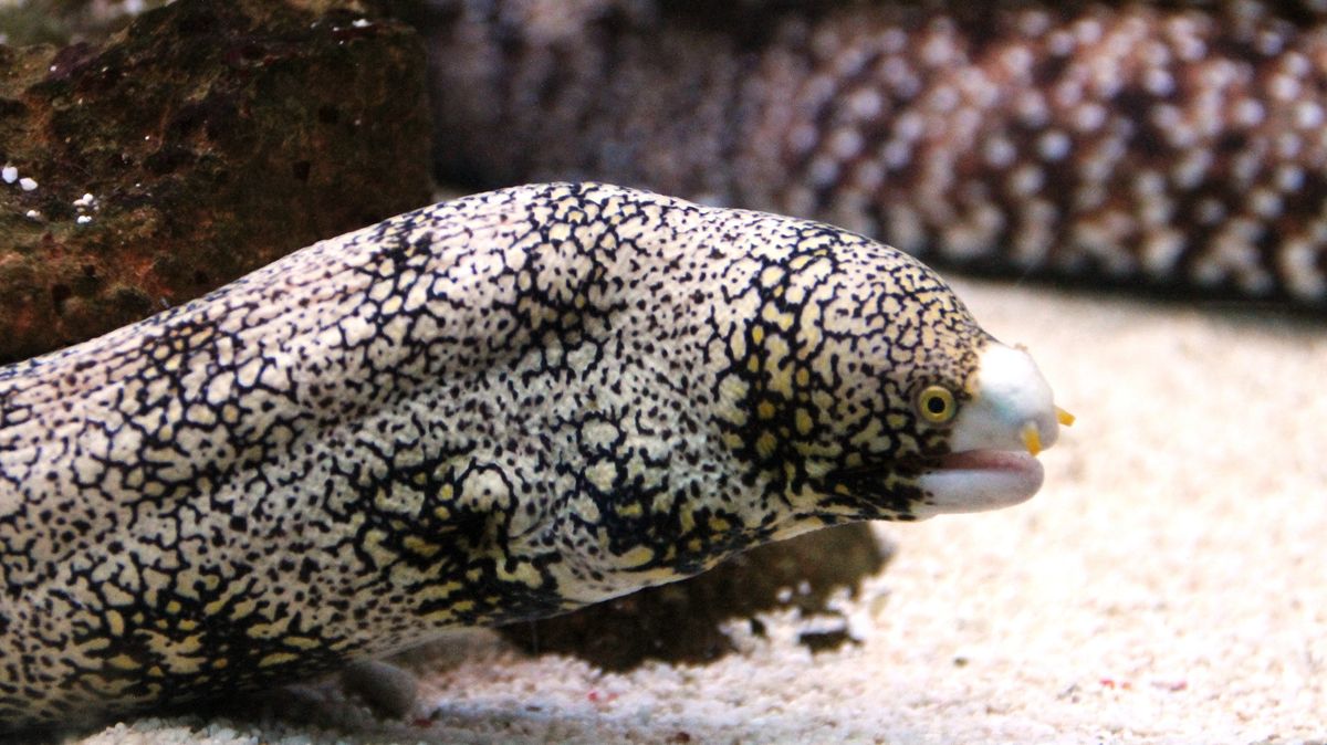 Zoo Hodonín pořídila murénu hvězdovitou, ryba se tam už zabydlela
